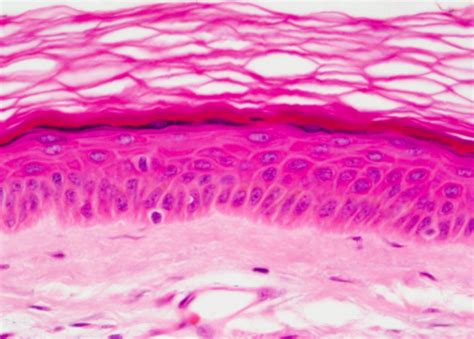 Histology Epithelium Flashcards Quizlet