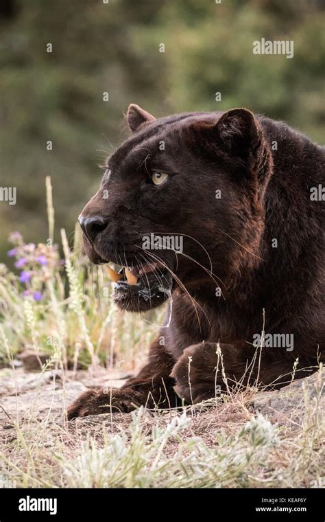 Perfil De Jaguar Fotograf As E Im Genes De Alta Resoluci N Alamy