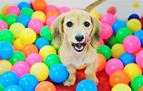 Dog Ball Pit: A Safe And Fun Place For Your Dog To Play 101