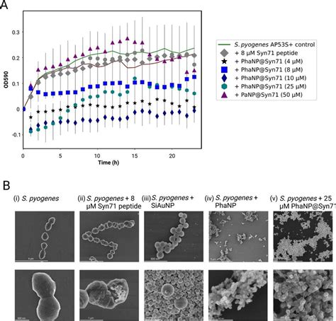 In Vivo Antibacterial Activity Of Phanp Syn A S Pyogenes Growth