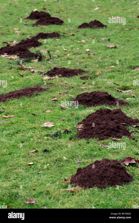 Mole hill damage on lawn Stock Photo - Alamy