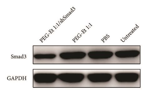 The Mrna Expression And Protein Expression Of Smad3 In Injured Arteries