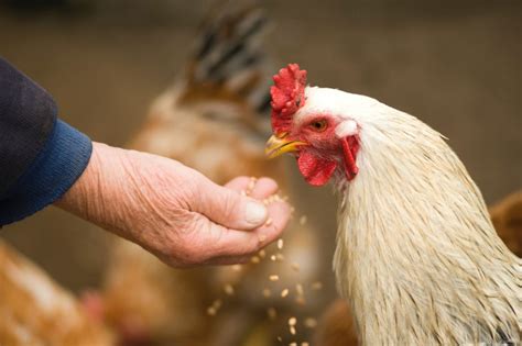 What To Feed Backyard Chickens Happily Outside