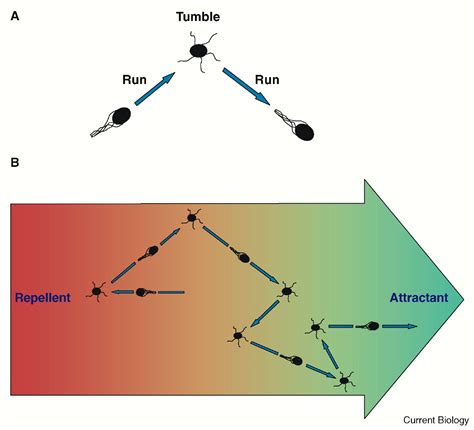 Bacterial Chemotaxis Current Biology