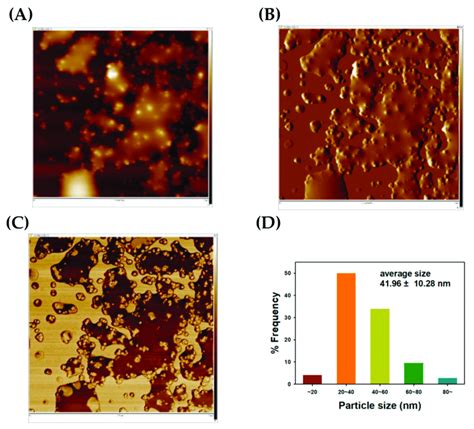 Fe Tem Images And A Size Histogram Of Tf Aunps The Scale Bar