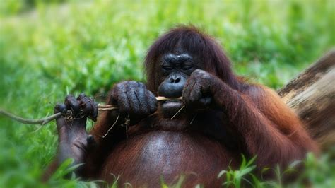 What Is A Spider Monkeys Life Cycle