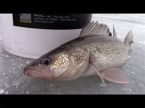 Ice Fishing On Upper Red Lake For First Ice Walleye Youtube