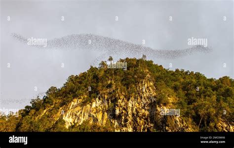 Bats Leaving Mulu Caves Gunung Mulu National Park Borneo Stock Photo