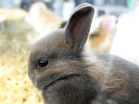 Les Races De Lapins Nains