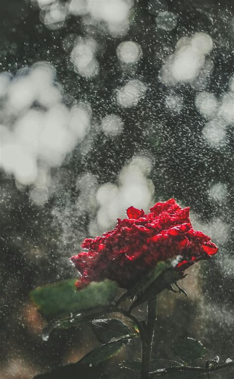 Free Stock Photo Of Flower Rain Rose