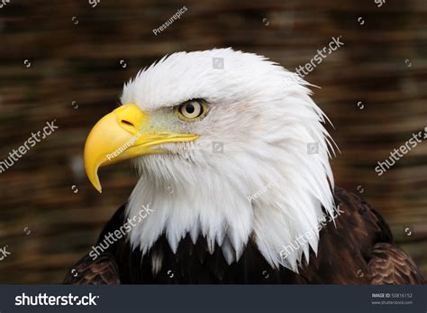 Golden Eagle Head In Profile Stock Photo 50816152 Shutterstock