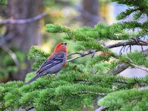 Pine Grosbeak | Celebrate Urban Birds