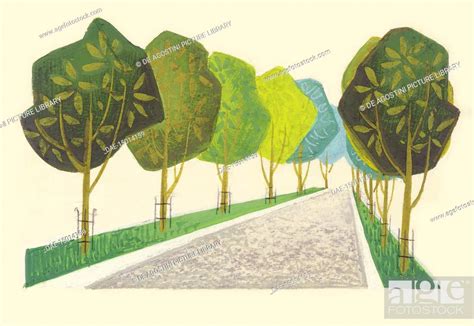 Tree lined avenue, children's illustration, drawing, Stock Photo, Picture And Rights Managed ...