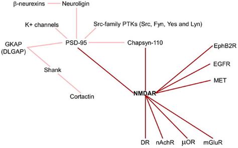 Ijms Free Full Text Nmda Receptor And Its Emerging Role In Cancer