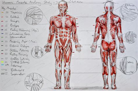 Jason Bartlett: Visual Arts & Animation - Anatomy: Muscle Assignment