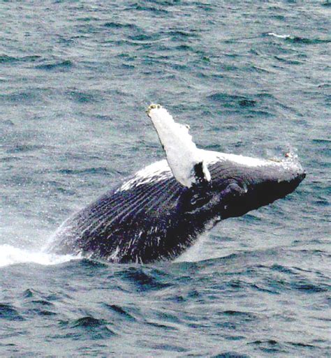 Whales Around Iceland Whale Watching In Iceland