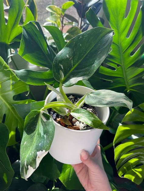 highly variegated philodendron white knight plant