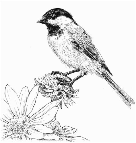 Nice pen sketch of a small bird upon wildflower Ink Pen Art, Pen Art ...