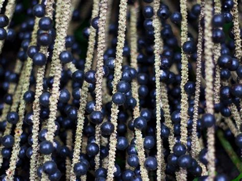 Can I Grow Acai Berry Trees Acai Berry Growing Zones