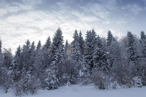 Rvores Congeladas No Inverno No Sueco Lapland Foto De Stock Imagem