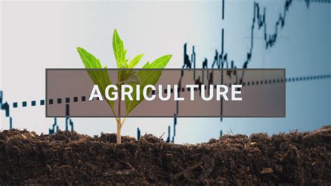 Why Is Agriculture Important And Its Role In Everyday Life