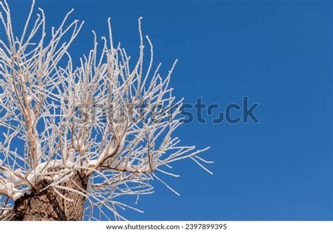 Poplar Tree Branches Covered By Fluffy Stock Photo 2397899395