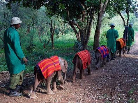 At The Heart Of Our Conservation Work Is Our Pioneering Orphans