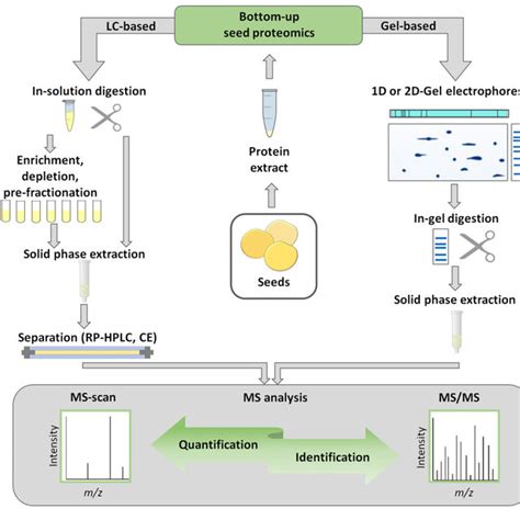 Overview Of Enzymatic Digestion Implemented In Gel Based And Gel Free Download Scientific