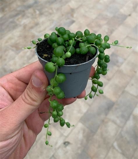 Senecio Rowleyanus Planta Suculenta Etsyde