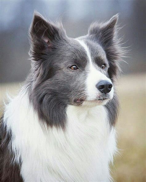 Border Collie Blue