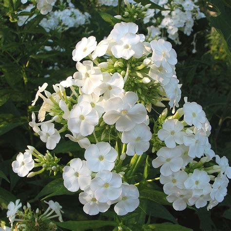 Phlox Paniculata David White Flower Farm