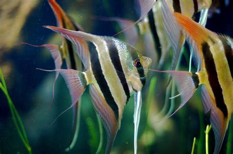 Skalar Segelflosser Pterophyllum Scalare Aqua Tipps De