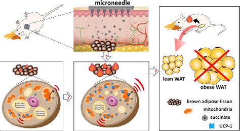 Transdermal Device To Deliver Sc As A Stimulator Of Thermogenic