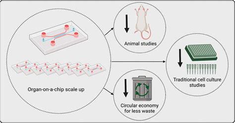 Organ On A Chip For Drug Screening A Bright Future For Sustainability