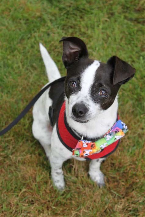 The Rat-terrific World of Rat Terrier Chihuahua Mix: Meet the Ratchi ...