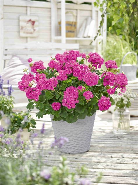 Pelargonium Zonale Trend Lilac Gardenhouse Sk