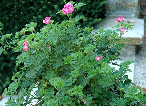Pélargonium : planter et cultiver – Ooreka