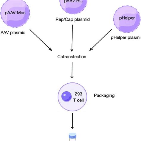 The Packaging Of Adeno Associated Virus PHelper AAV Helper Plasmid