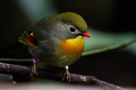 Red Billed Leiothrix Xanthe Rowland Flickr