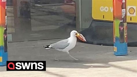 Cheeky Seagull Spotted Walking Out Of Shop With Packet Of Crisps