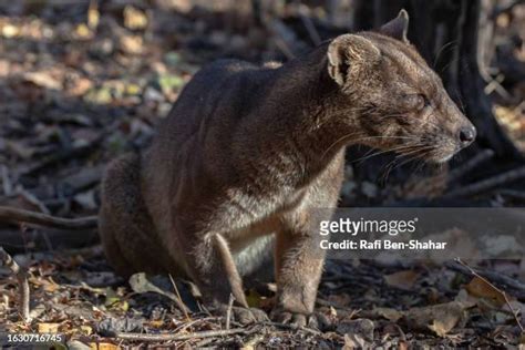 110 Fossa Madagascar Stock Photos, High-Res Pictures, and Images - Getty Images