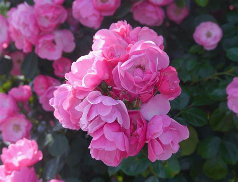Gratis Afbeeldingen : fabriek, bloem, bloemblad, schattig, roos, groen ...