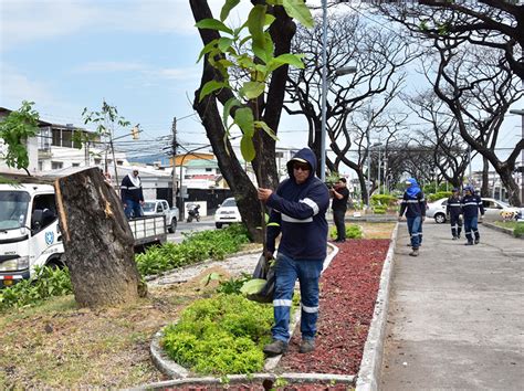 Se Inici La Segunda Etapa De Recuperaci N Del Arbolado Urbano De