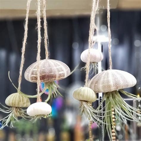 Jellyfish Air Plant How Cute These Can Make Perfect Gifts