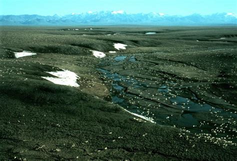 Free picture: porcupine, caribou, herd