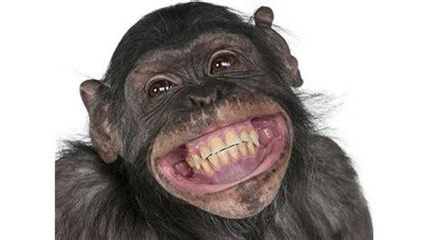 Proven The More Poop A Chimp Throws The Smarter It Is