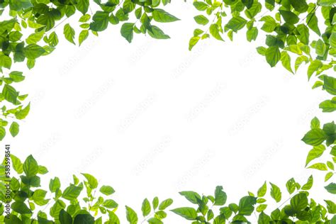 green leaves frame Stock Photo | Adobe Stock