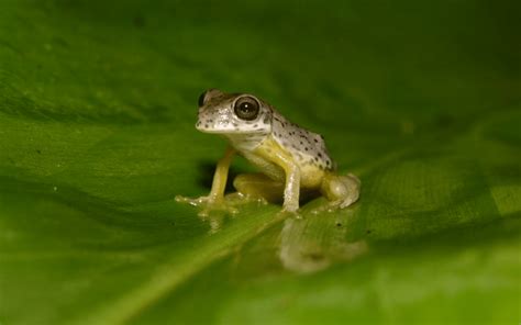 Endangered Amphibians In The Cloud Forests Of Alta Verapaz