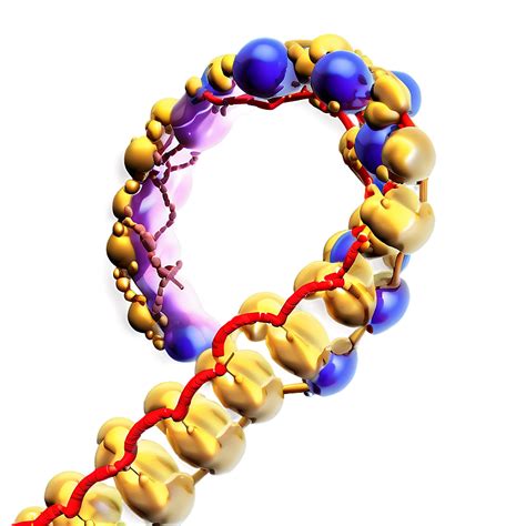 Download Nucleus With Dna Png Nkj86
