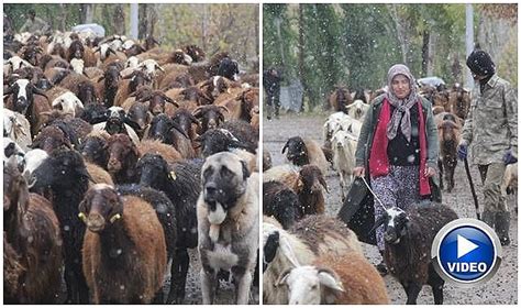 Kad N Ift I Hayvan Varl N Kat Na Kard Genel Erzurum Pusula